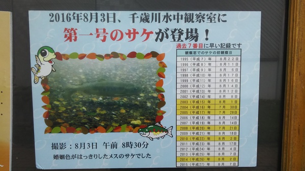 千歳水族館　サケ１号.JPG